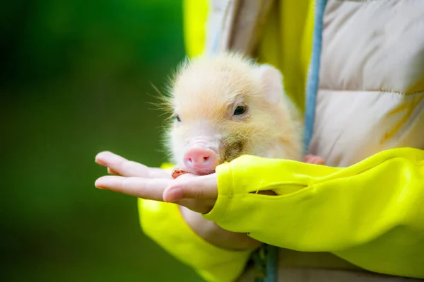 子供の腕にかわいいミニ pigglet — ストック写真