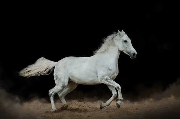White horse in the dust over a black background — Stock Photo, Image