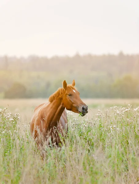 Häst i soluppgången — Stockfoto