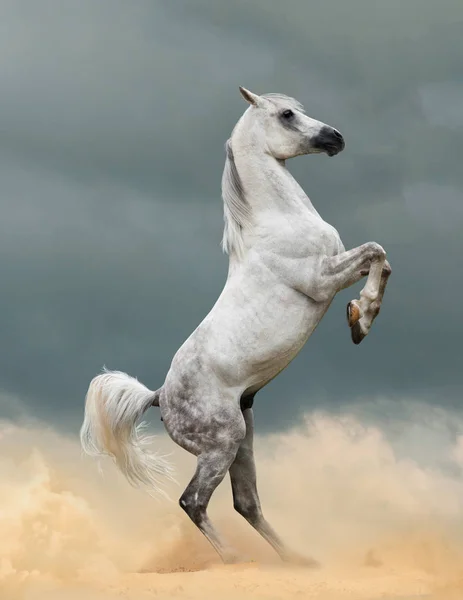 Beautiful arabian stallion in prairies — Stock Photo, Image