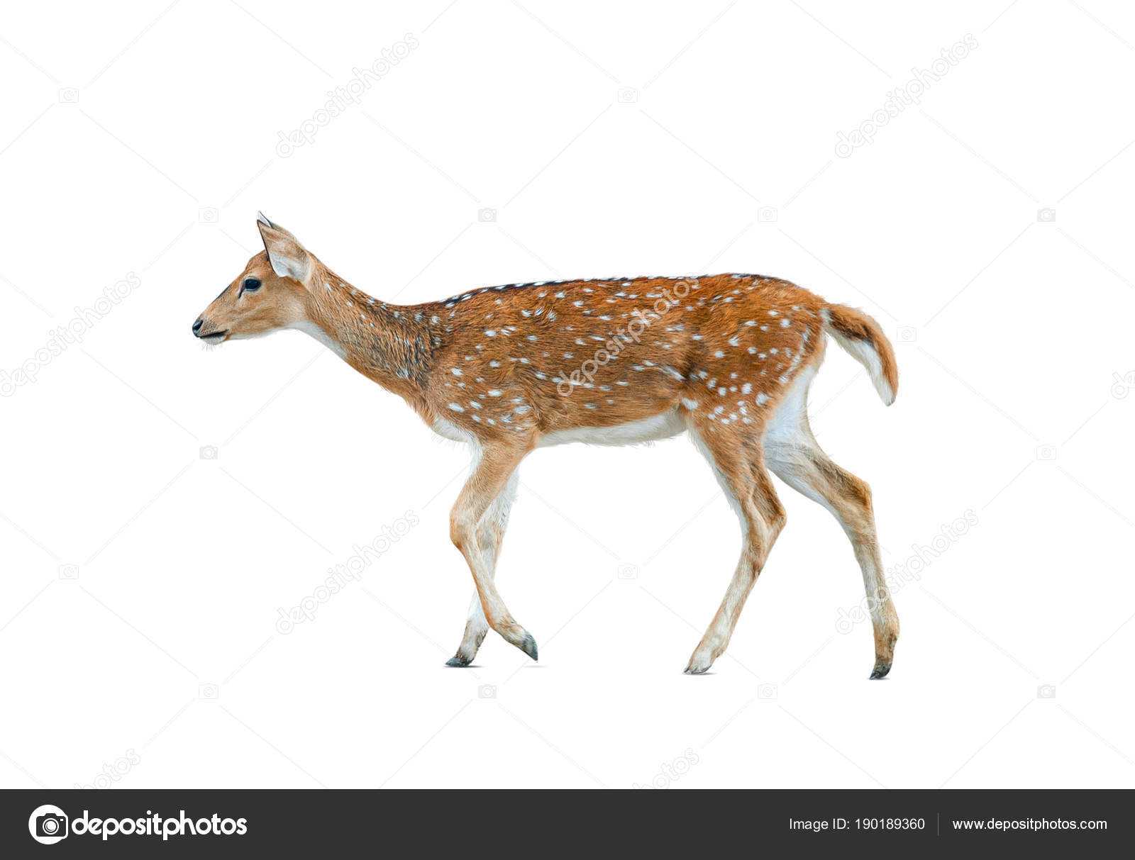 Photos De Chevreuil Fond Blanc Images De Chevreuil Fond Blanc Depositphotos