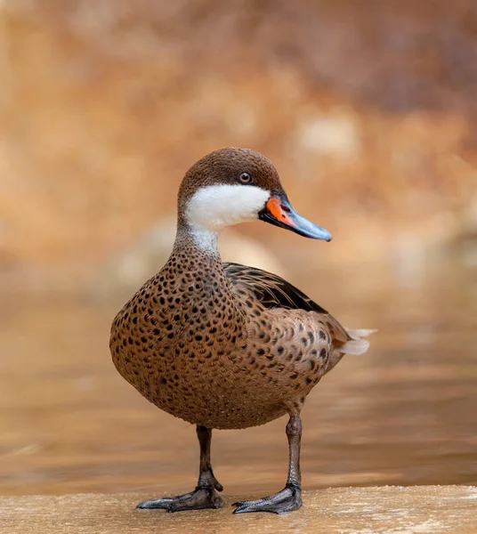 Bella anatra su uno sfondo naturale — Foto Stock