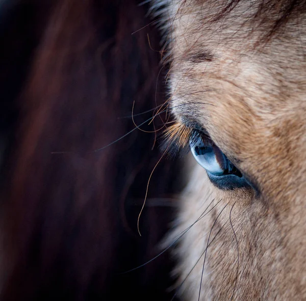 Œil bleu d'un cheval gros plan — Photo