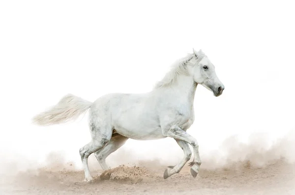 White horse in the dust over a white — Stock Photo, Image