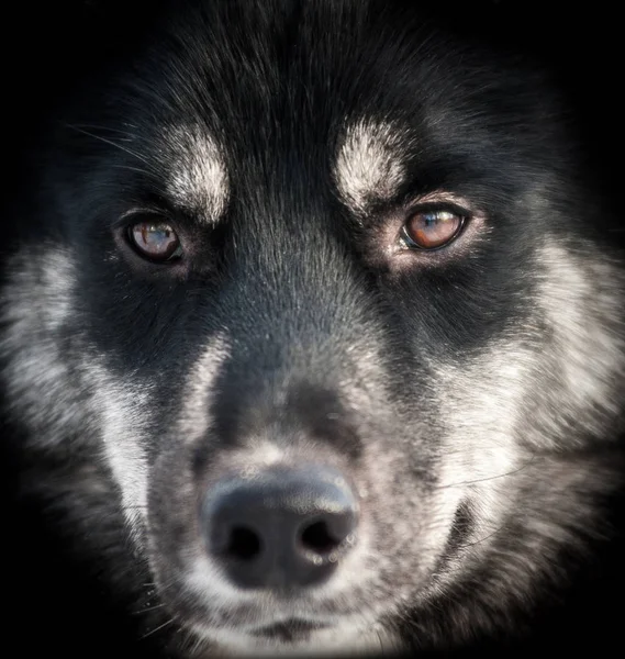 Husky hund porträtt närbild — Stockfoto