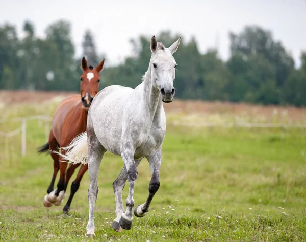 Due bellissimi cavalli che corrono nel campo estivo — Foto Stock