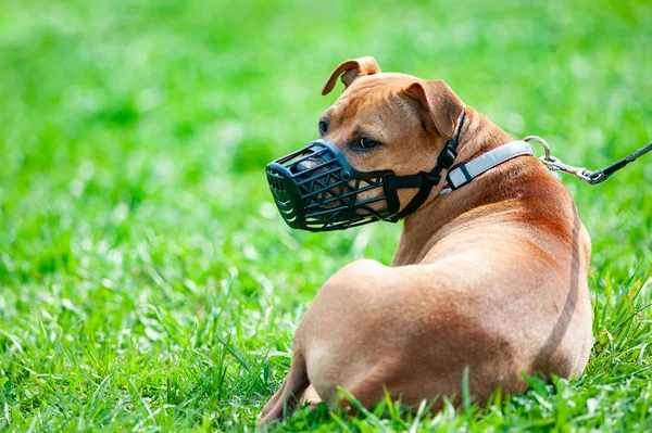 Pitbull terrier namlu içinde — Stok fotoğraf