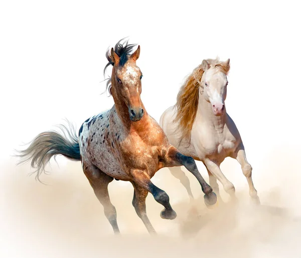 Appaloosa and welsh stallion run in dust — Stock Photo, Image