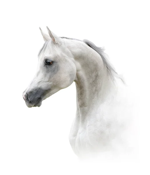 Beautiful arabian stallion — Stock Photo, Image