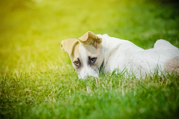Милый щенок смешанной породы, лежащий на заднем дворе — стоковое фото