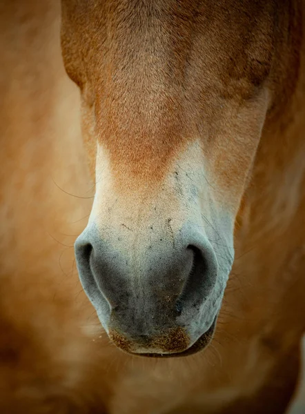 Tête du cheval rare de Przewalski — Photo