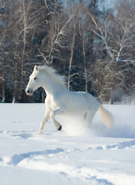 Bellissimo stallone bianco — Foto Stock