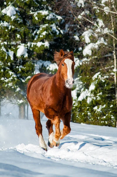 Beautiful draft stallion running gallop — Stock Photo, Image