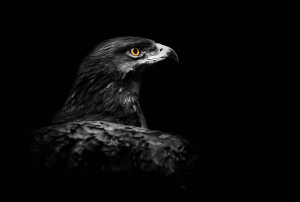 Eagle over a black background with accent on his eye — Stock Photo, Image