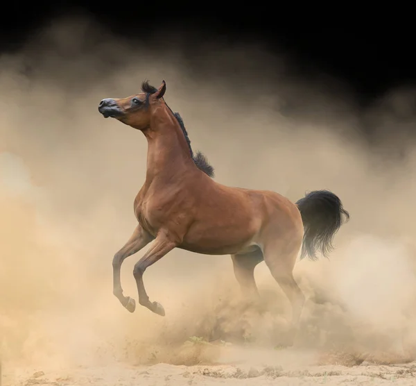 Elegante cavallo arabo che gioca selvaggio nella polvere — Foto Stock