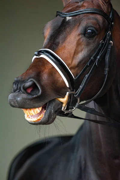 Horse in briddle smiling, closeup — Stock Photo, Image