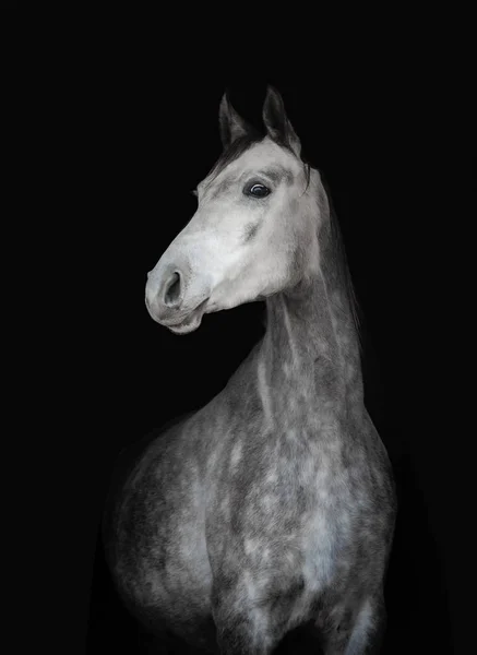 Giovane dapple cavallo grigio su uno sfondo nero — Foto Stock