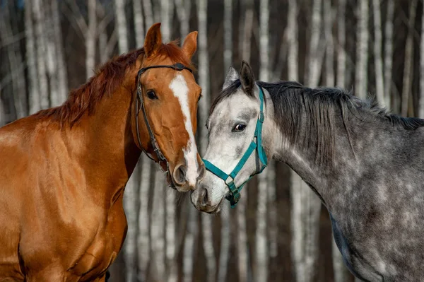 İki şirin at iletişim kuruyor. — Stok fotoğraf