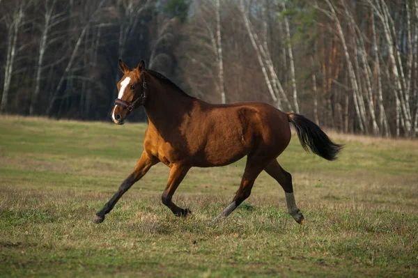 フィールドでの若いスポーツ馬の訓練 — ストック写真