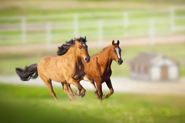 Hermosos caballos corriendo en un campo — Foto de Stock