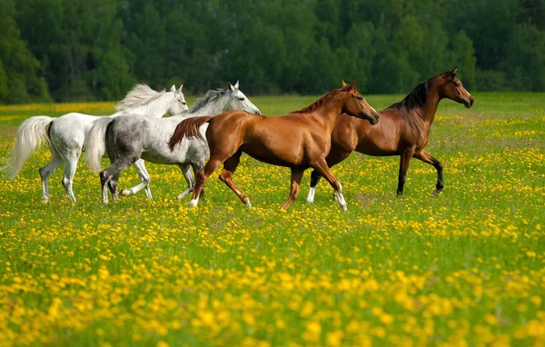 Bellissimi cavalli sulla libertà nel campo — Foto Stock