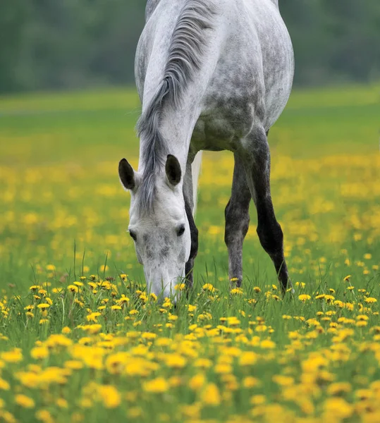 Dapple gri at otluyor. — Stok fotoğraf