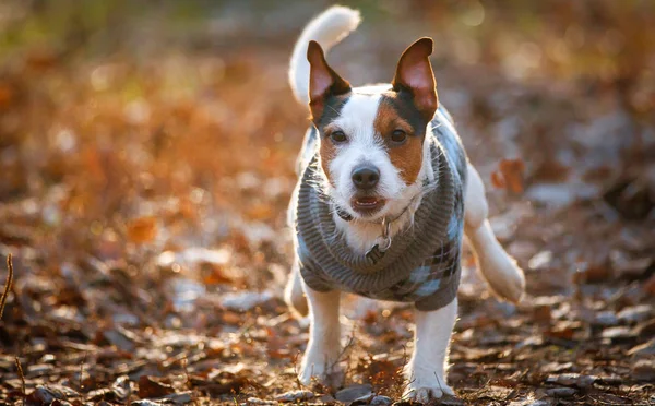 Джек розпродає собаку-тер'єра, що бігає холодним осіннім днем. — стокове фото