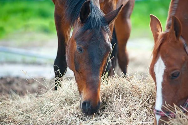 Horses eating dry grass — Stock Photo, Image