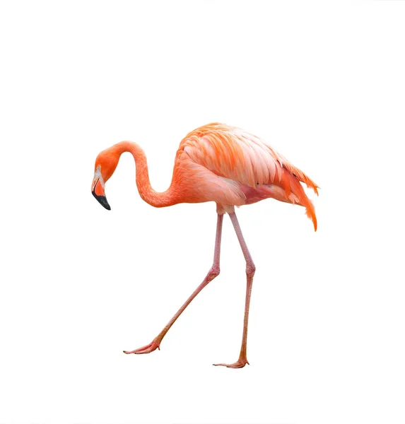 粉红火烈鸟散步 — 图库照片