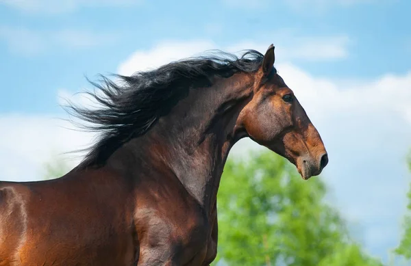 Beautiful andalusian stallion portrait on the run — 스톡 사진