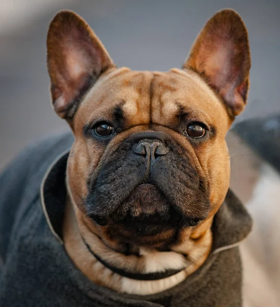 Portrait of French bulldog in a coat — 스톡 사진