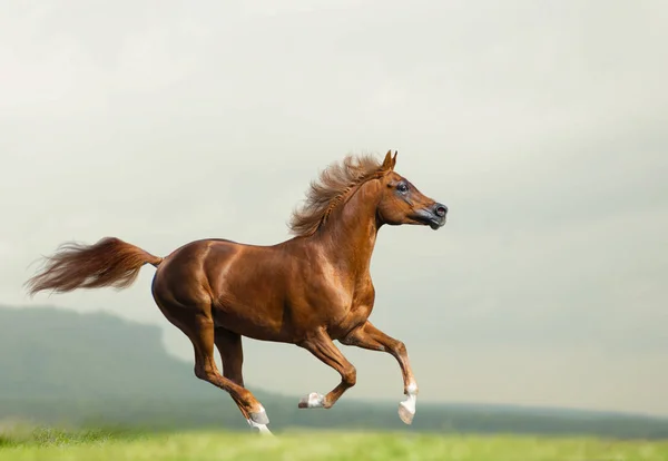 野生を走る美しい栗アラビアの種牡馬 — ストック写真