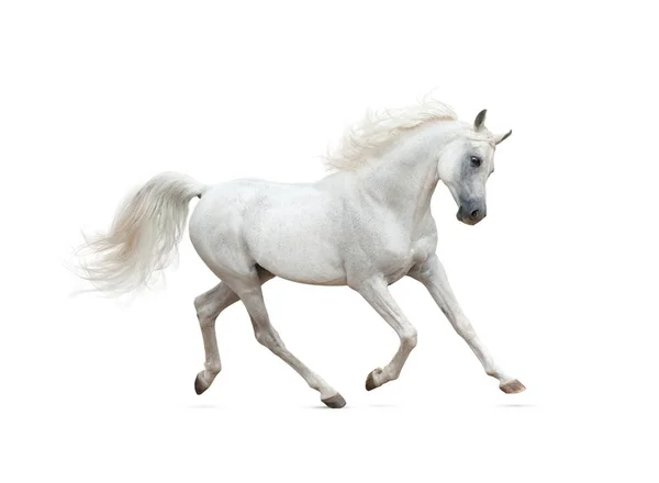 Snow white arabian horse running isolated — 스톡 사진