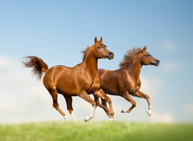 Beautiful arabain stallions on freedom clipart