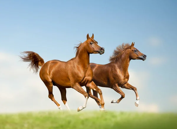 Beautiful arabain stallions on freedom — 스톡 사진