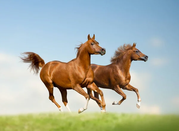 Hermosos sementales árabes en libertad —  Fotos de Stock