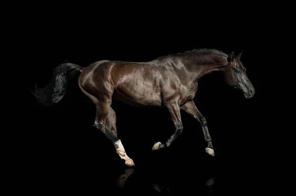 Black horse on a black background — 스톡 사진