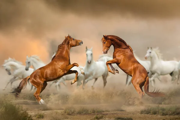 Stallions fighting in desert — 스톡 사진