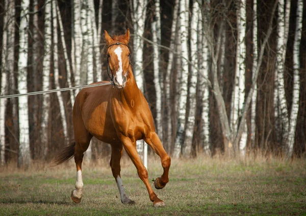 Cavalo de raça pura castanha em treinamento — Fotografia de Stock