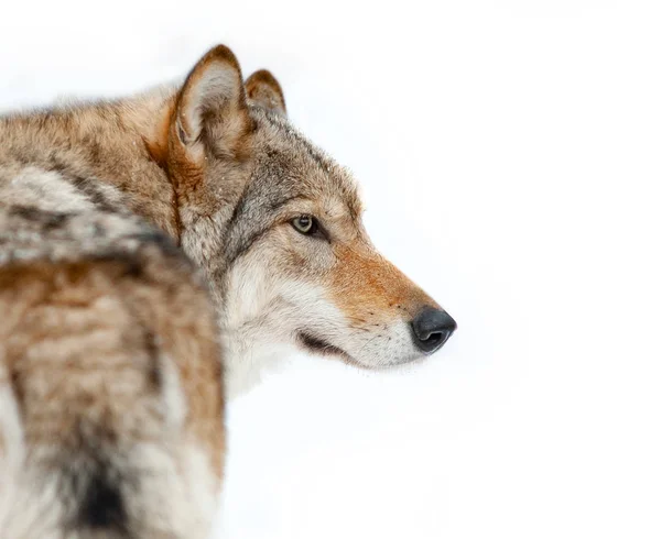 Wolf Portret Close Geïsoleerd Een Witte Achtergrond Grijze Wolf Hoofdschot — Stockfoto