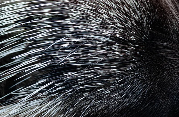 Τριβές Της Υφής Closeup Σκαντζόχοιρος Porcupine Hystrix Indica Λάτ Βελόνα — Φωτογραφία Αρχείου