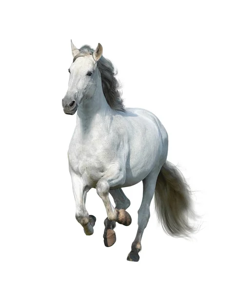 Garanhão Andaluz Branco Isolado Vista Frontal Branca Galope Cavalo Branco — Fotografia de Stock