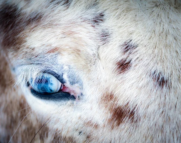 Blaues Auge Eines Appalloosa Pferdes Nahaufnahme Hintergrund Der Nutztiere — Stockfoto