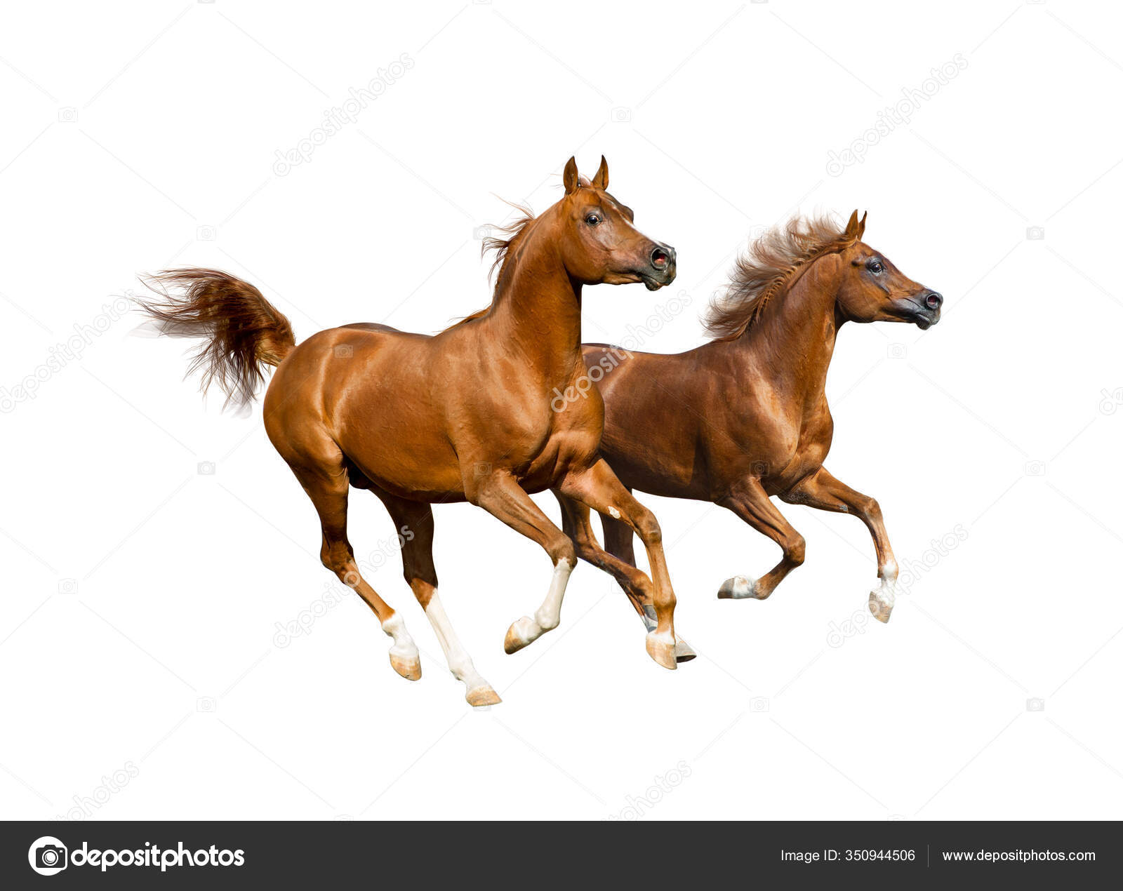 美丽的阿拉伯种马被白色的背景隔开了栗子阿拉伯马奔跑——图库图片© Maria_Itina #350944506, image size:1600x1270
