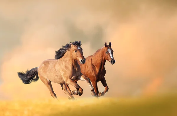 Caballos Corriendo Otoño Fondo Hermosos Caballos Castañas Salvajes Corriendo Rápido —  Fotos de Stock