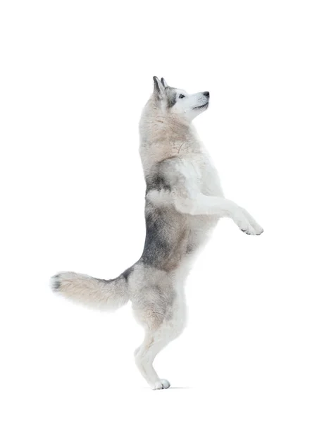 Sibirischer Husky Hund Auf Hinterbeinen Stehend Isoliert Über Weißem Hintergrund — Stockfoto