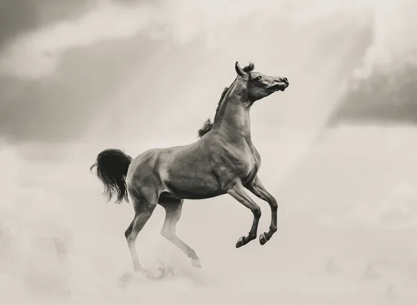 Krásný Arabský Kůň Monochromatickém Záběru Kůň Divokém Monochromatickém Obrazu — Stock fotografie