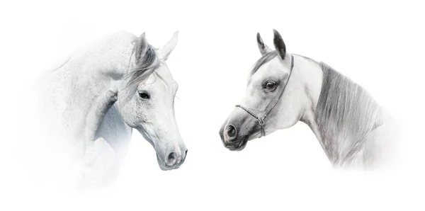 Cavalos Árabes Brancos Comunicando Animais Fundo Branco — Fotografia de Stock