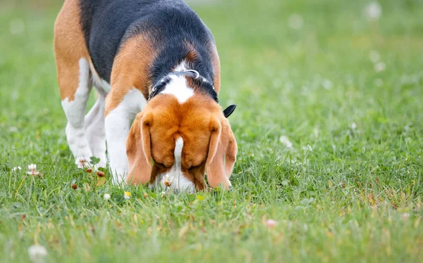 Beagle dog sniffing the grass in the summer