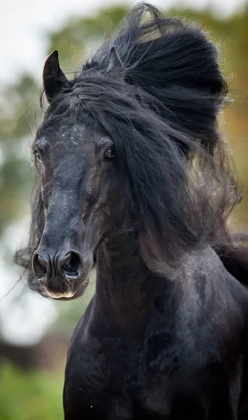 実行中の美しい黒のフリジアのスタリオンの肖像画 レイブン馬が走る 長い男と野生の馬の肖像画 純血馬 — ストック写真